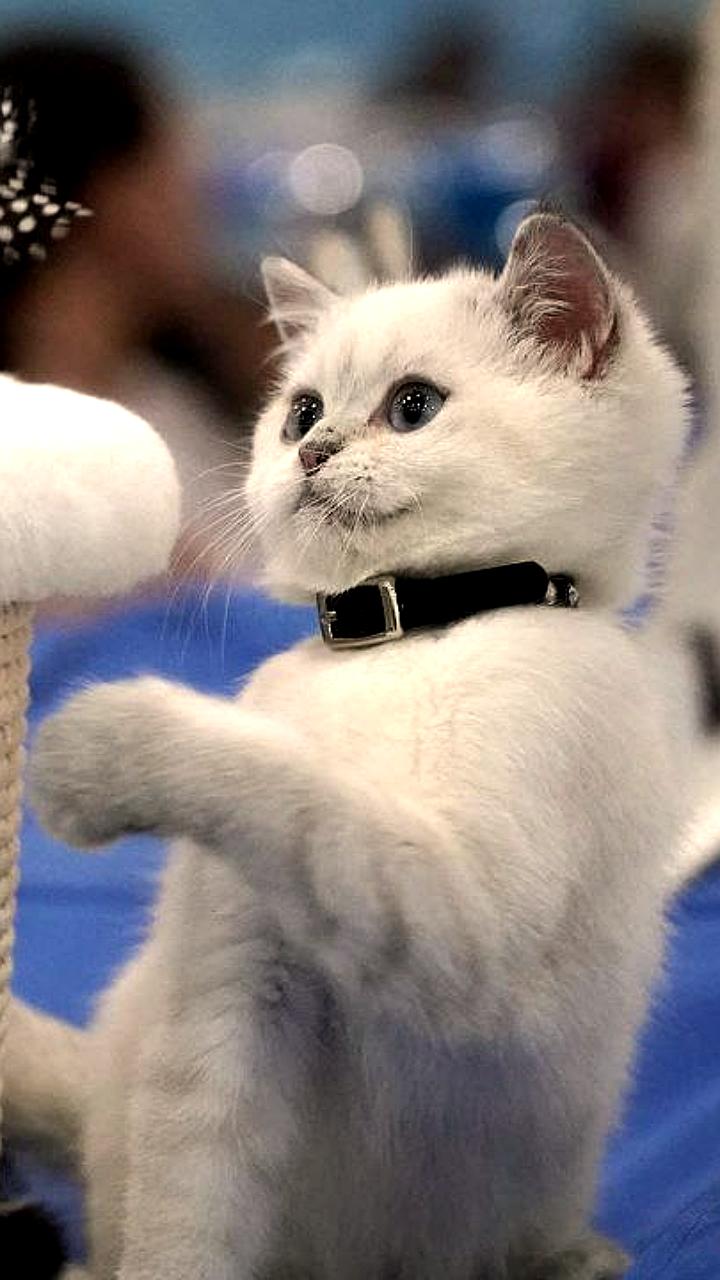 Госдума одобрила законопроект о регулировании разведения породистых животных