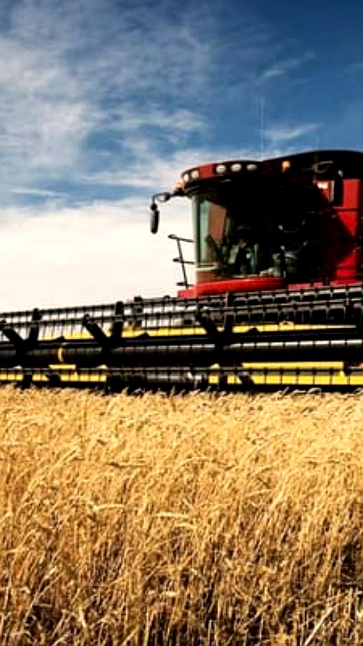 Россия сохраняет лидерство в экспорте пшеницы, экспортировав 41 млн тонн в 2025 году