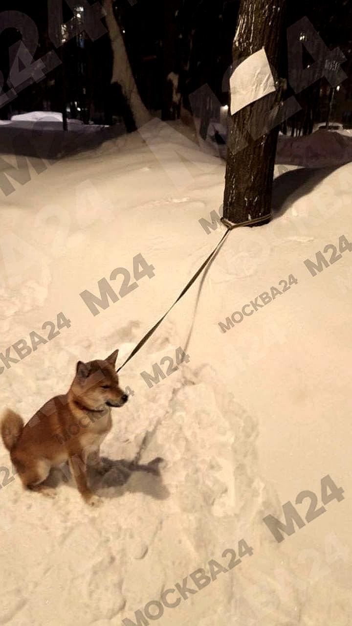 В Большеболдинском районе задержан мужчина за жестокое обращение с собакой