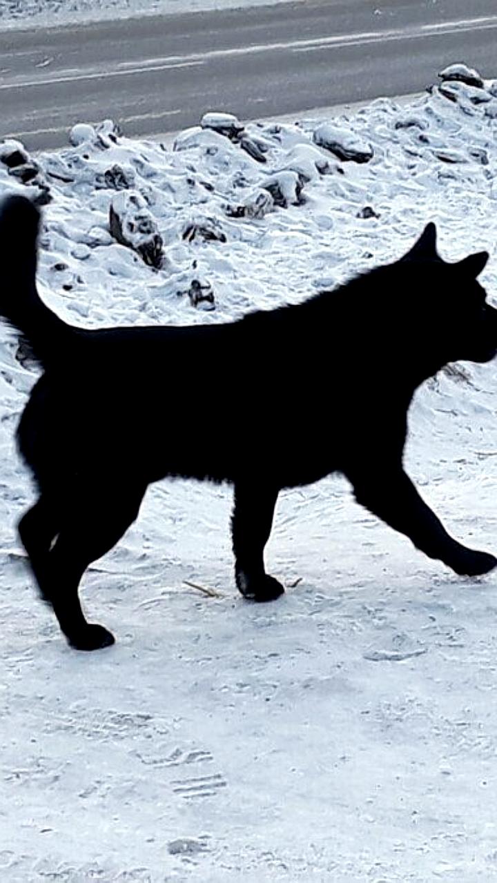 В Благовещенске хозяйка собаки привлечена к ответственности за самовыгул питомца, приведший к его гибели