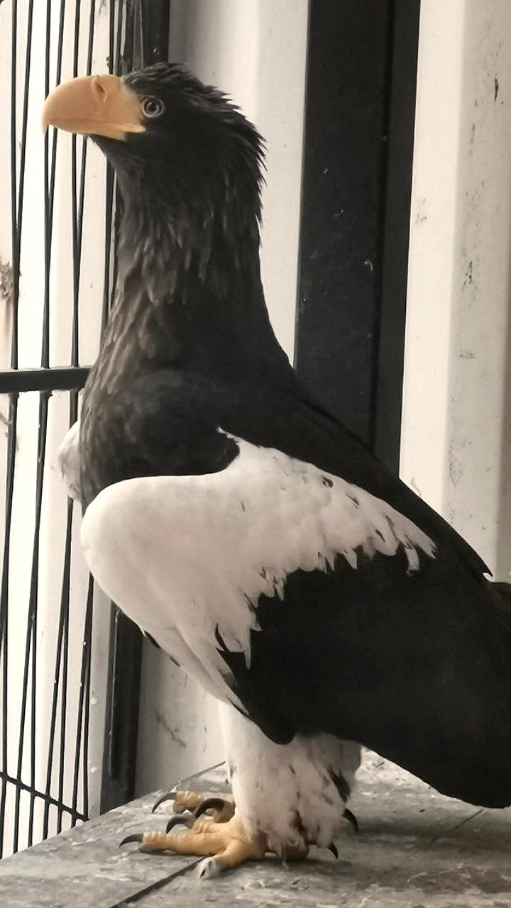 В Нижнем Новгороде спасли редкого белоплечего орлана, найденного в мешке