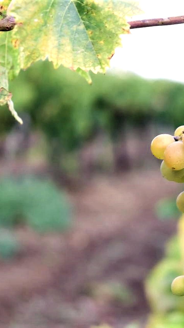 Кубань увеличила производство вина на 7,5% в 2025 году благодаря рекордному урожаю