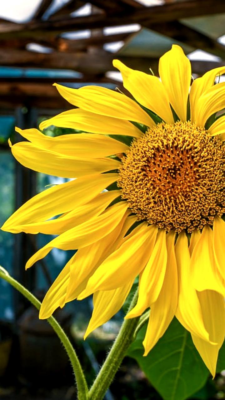 Челябинская область достигла рекорда по сбору масличных культур в 2025 году