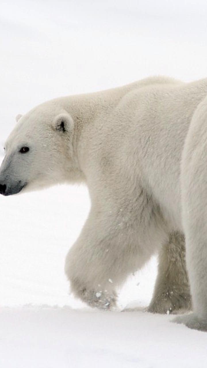 Исследования показывают, как белые и бурые медведи адаптируются к изменениям в экосистеме