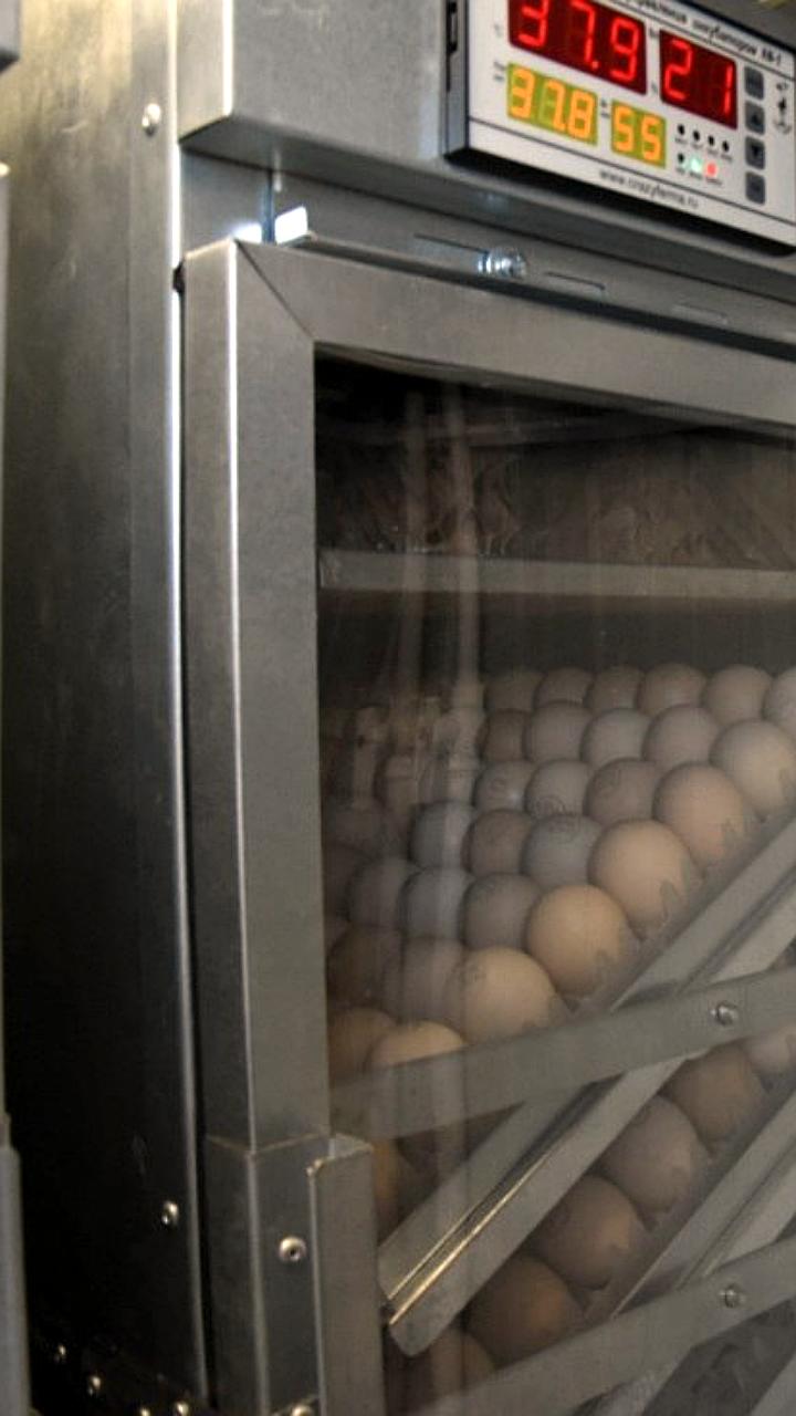 В Приморье начнется строительство репродуктора инкубационного яйца за 5,5 млрд рублей