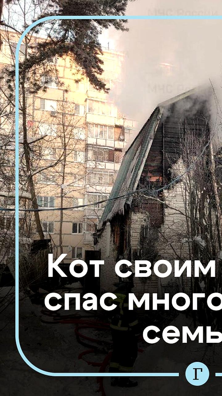 Кот и пожарный извещатель помогли многодетной семье избежать трагедии в Подмосковье