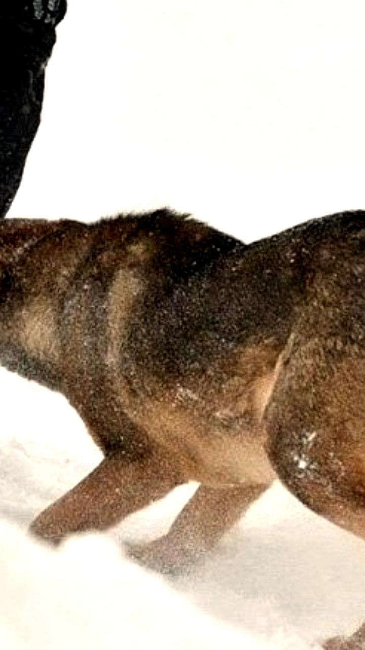 Судебные разбирательства по делам о собачьих укусах: компенсации пострадавшим