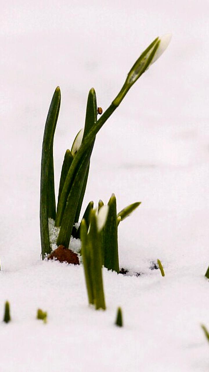 Синоптики прогнозируют раннее наступление весны в Центральной России