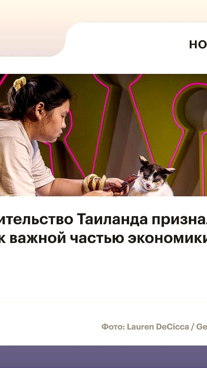 Рынок товаров для кошек в Таиланде достиг 367,8 млрд бат, правительство признало породы национальными символами