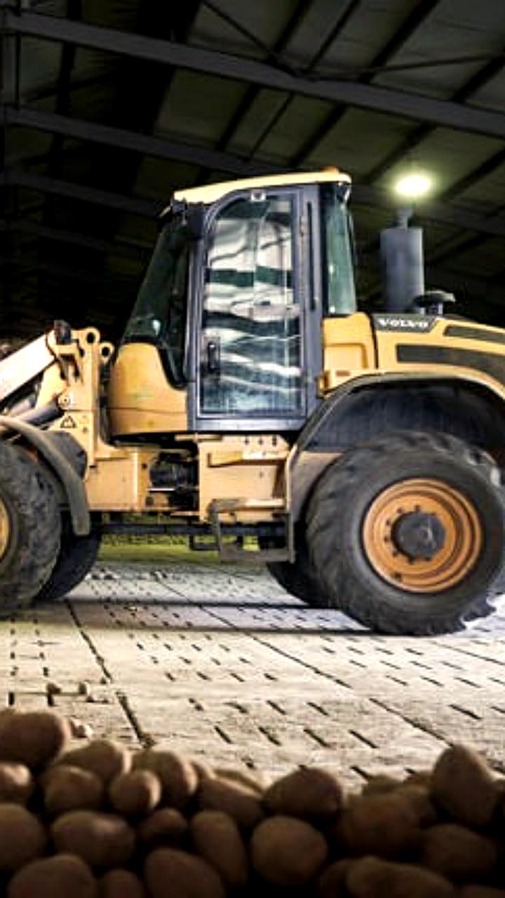 В Берлине и других городах Германии бесплатно раздают картофель после рекордного урожая