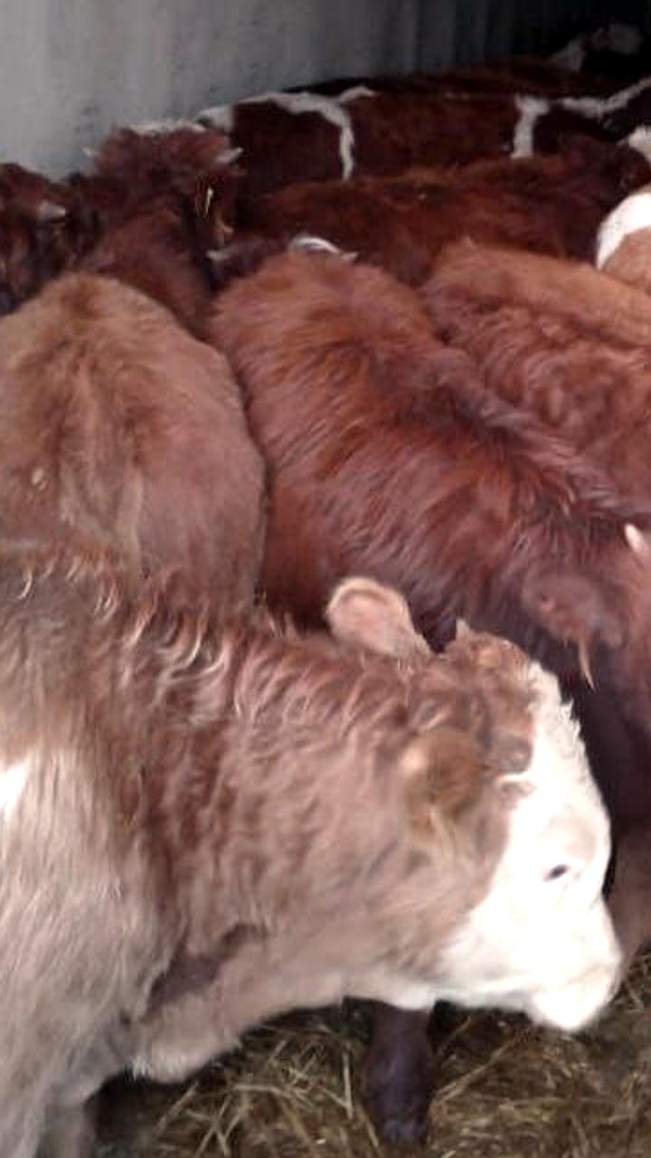 Установлен новый ветеринарный контроль на границе Красноярского края и Иркутской области