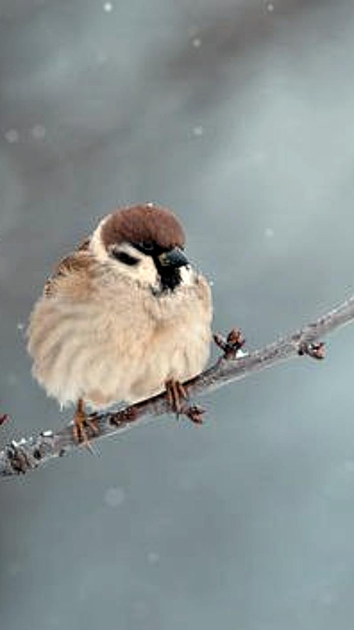 Всероссийская перепись воробьёв стартует в Новосибирске