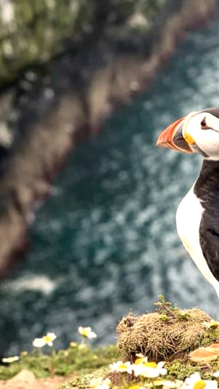 На острове Скомер в Уэльсе предлагают бесплатное жилье в обмен на учет тупиков