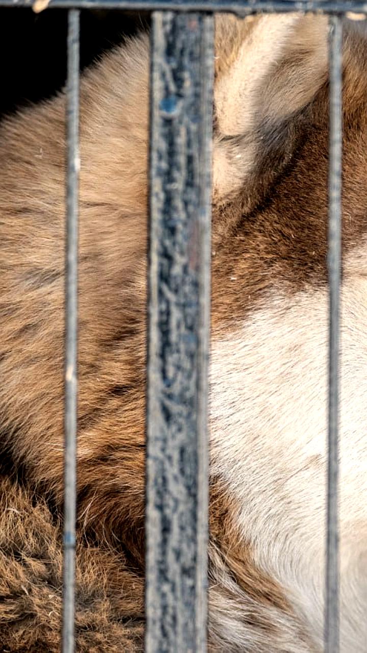 Администрации Рубцовска и Владивостока объявили тендеры на содержание бездомных собак