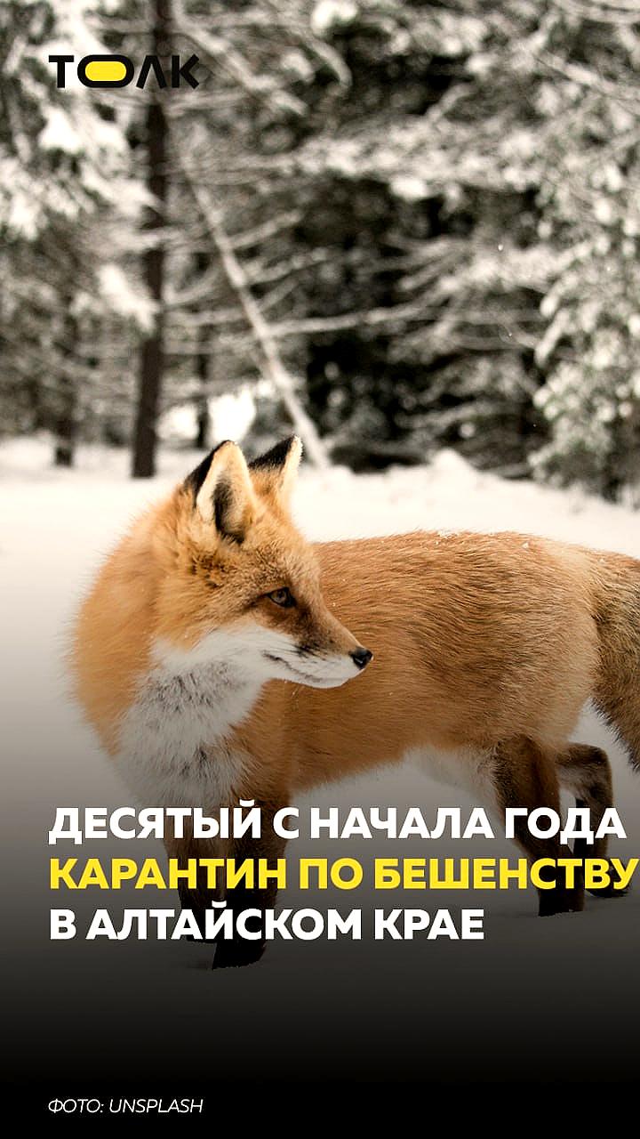 В Алтайском крае зафиксировано более трех тысяч укусов животных в 2025 году