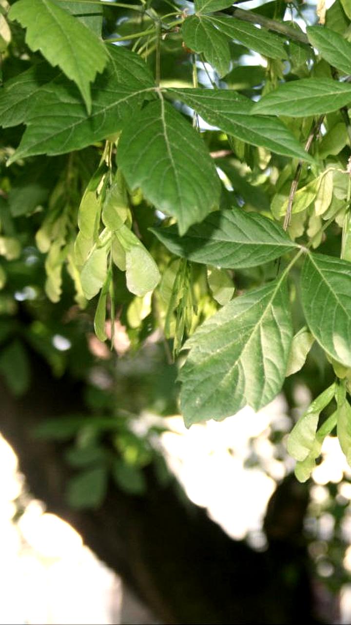 Рослесхоз предлагает признать ясенелистный клен и борщевик вредными растениями