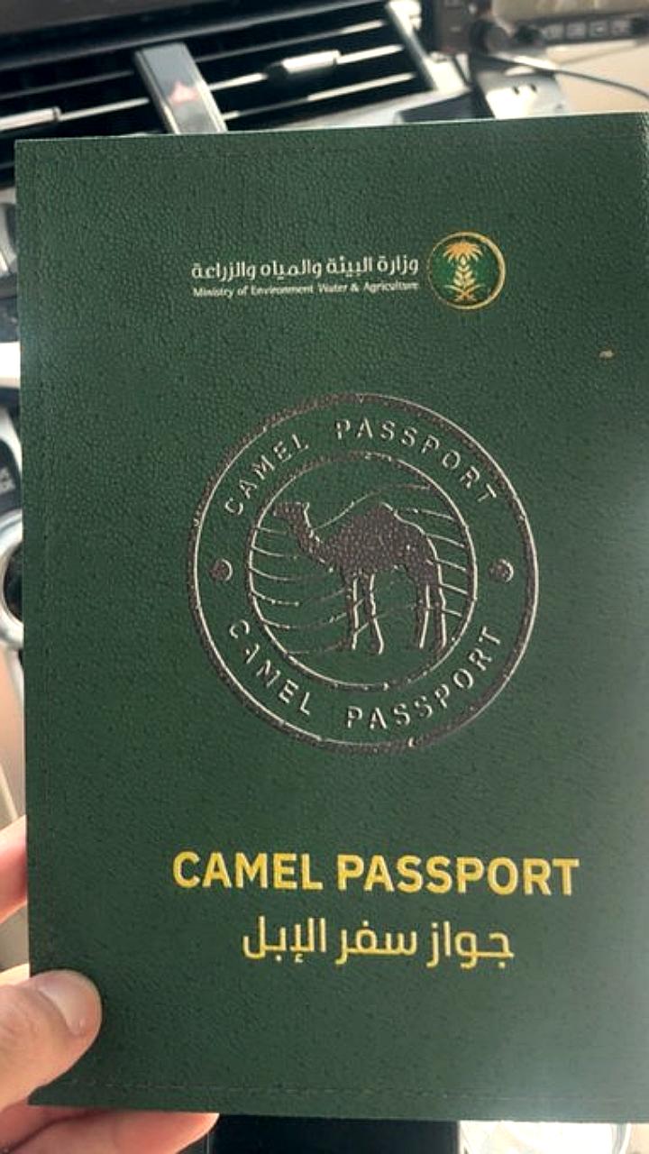 Саудовская Аравия вводит паспорта для верблюдов для повышения их рыночной стоимости