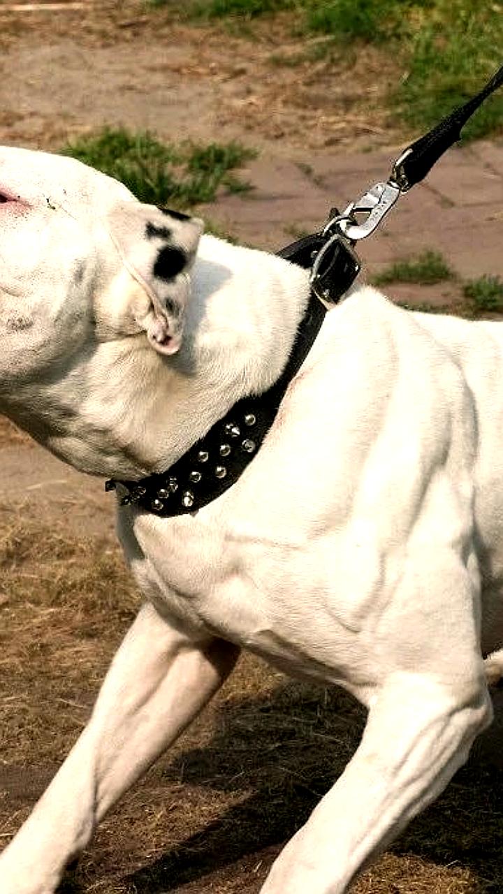 В Молдове с 2027 года запретят разведение некоторых пород собак