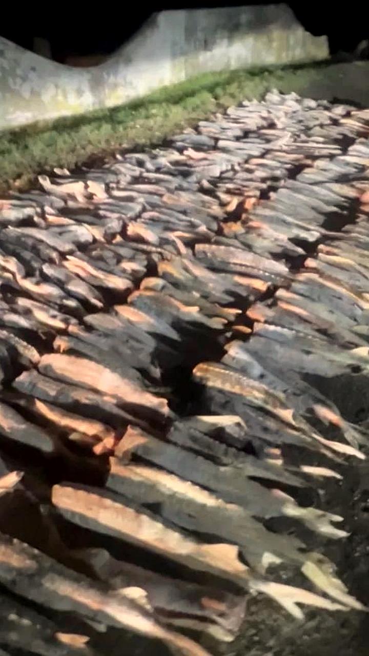 В Дагестане задержан браконьер с тонной русского осетра на 40 млн рублей