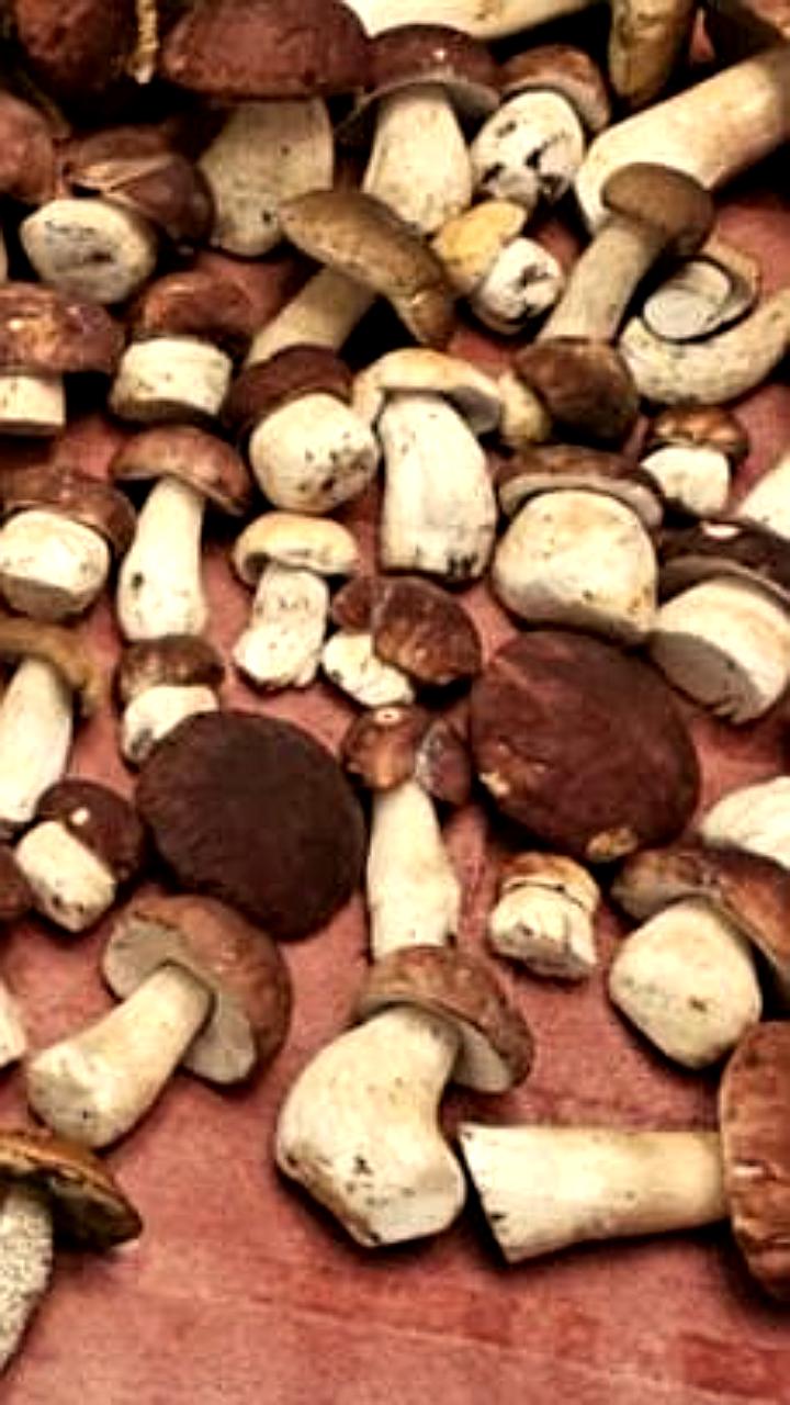 Ожидается грибной бум в Подмосковье из-за обильных снегопадов