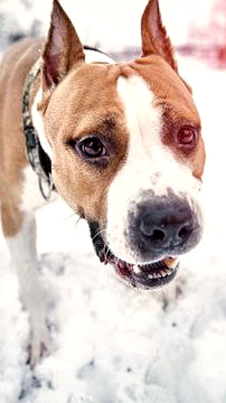 Инцидент с домашним псом в Спасском районе: полуторагодовалый ребёнок получил серьёзные травмы