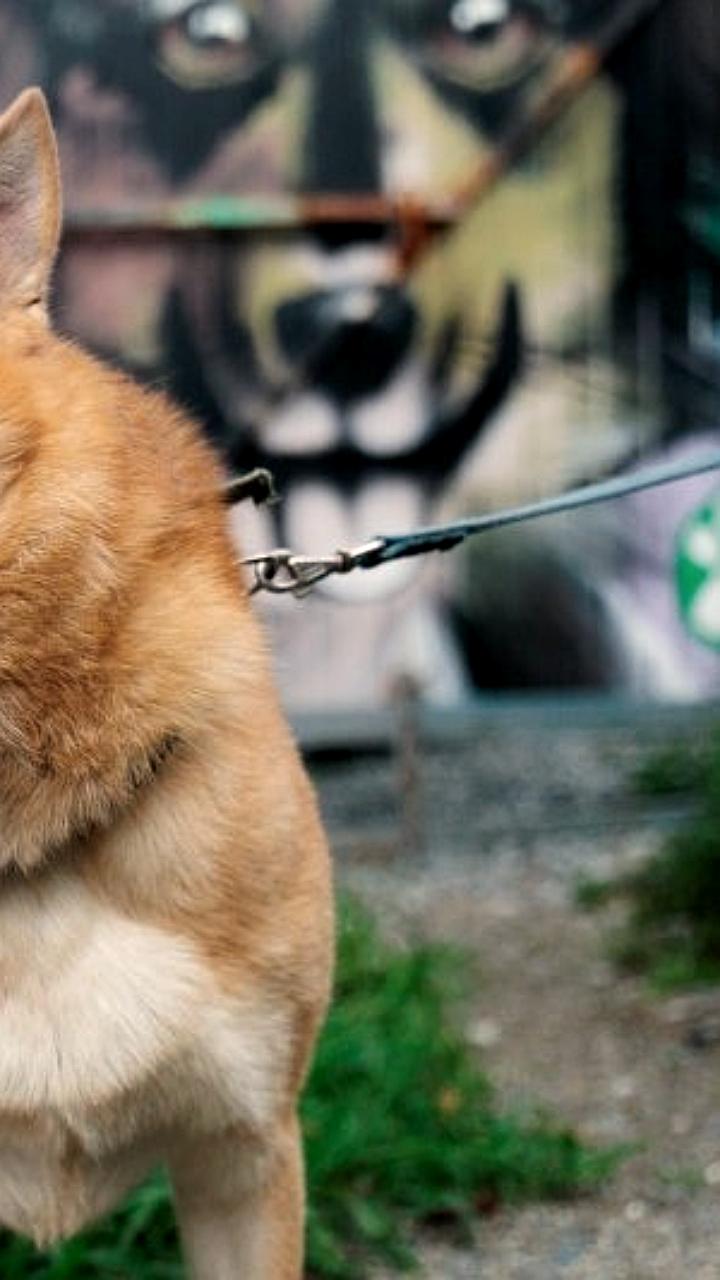 В ГД предложили направлять штрафы за жестокое обращение с животными на содержание приютов