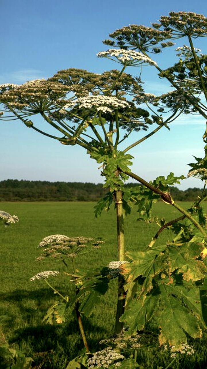 Ученые предупреждают об опасности борщевика: не подходите ближе 30 метров