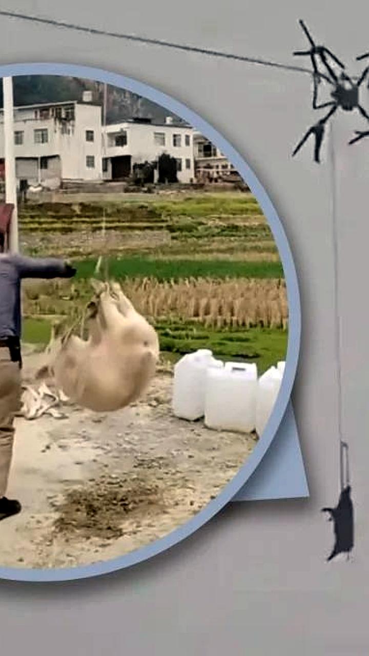 Фермер в Китае вызвал блэкаут, пытаясь перевезти свиней дроном