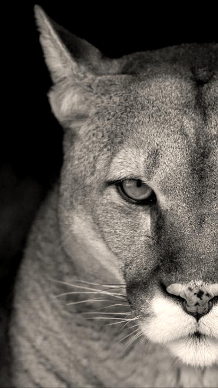 В Барнауле скончалась 14-летняя пума Рони