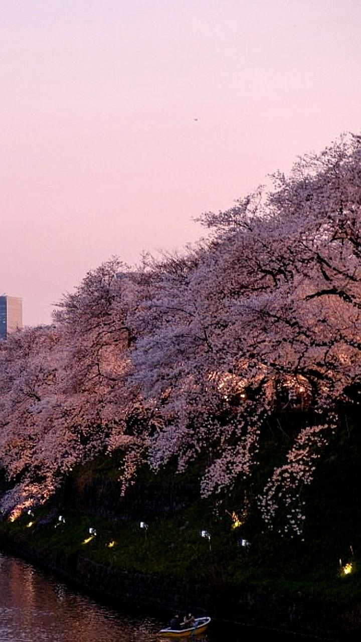 Фестиваль сакуры в Фудзиёсиде отменен из-за проблем с поведением туристов