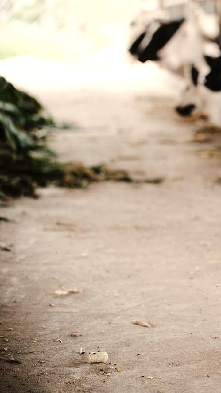 Дагестан увеличил производство мяса и молока, но уступил Ставрополью