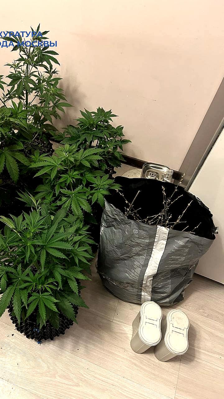 Мать и сын приговорены к 7,5 годам за организацию нарколаборатории в Москве