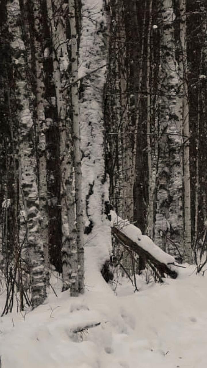 Лоси и пятнистые олени: уникальные кадры дикой природы Омской области