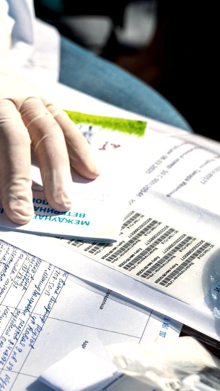 В Реутове введен карантин по бешенству после выявления случая заболевания