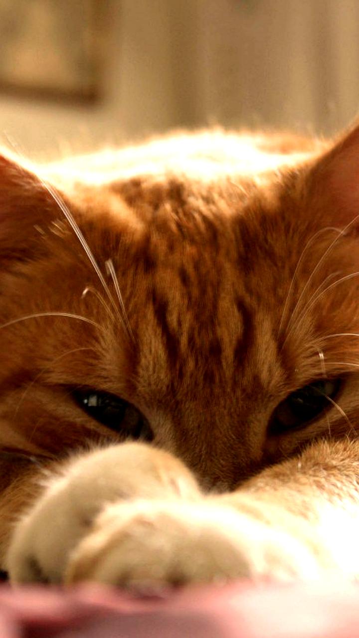 В Спасске Дальнем суд вынес приговор женщине за жестокое обращение с котом