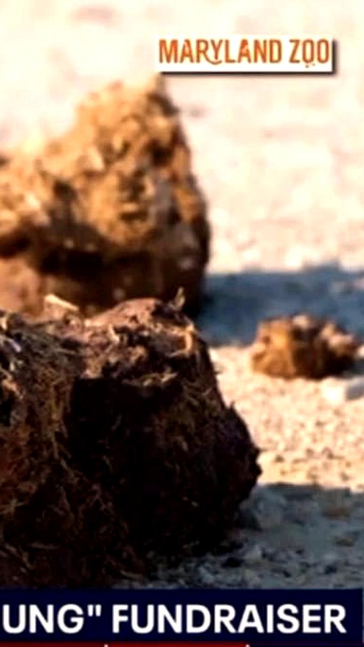 Американский зоопарк предлагает назвать навоз в честь бывших за 5 долларов