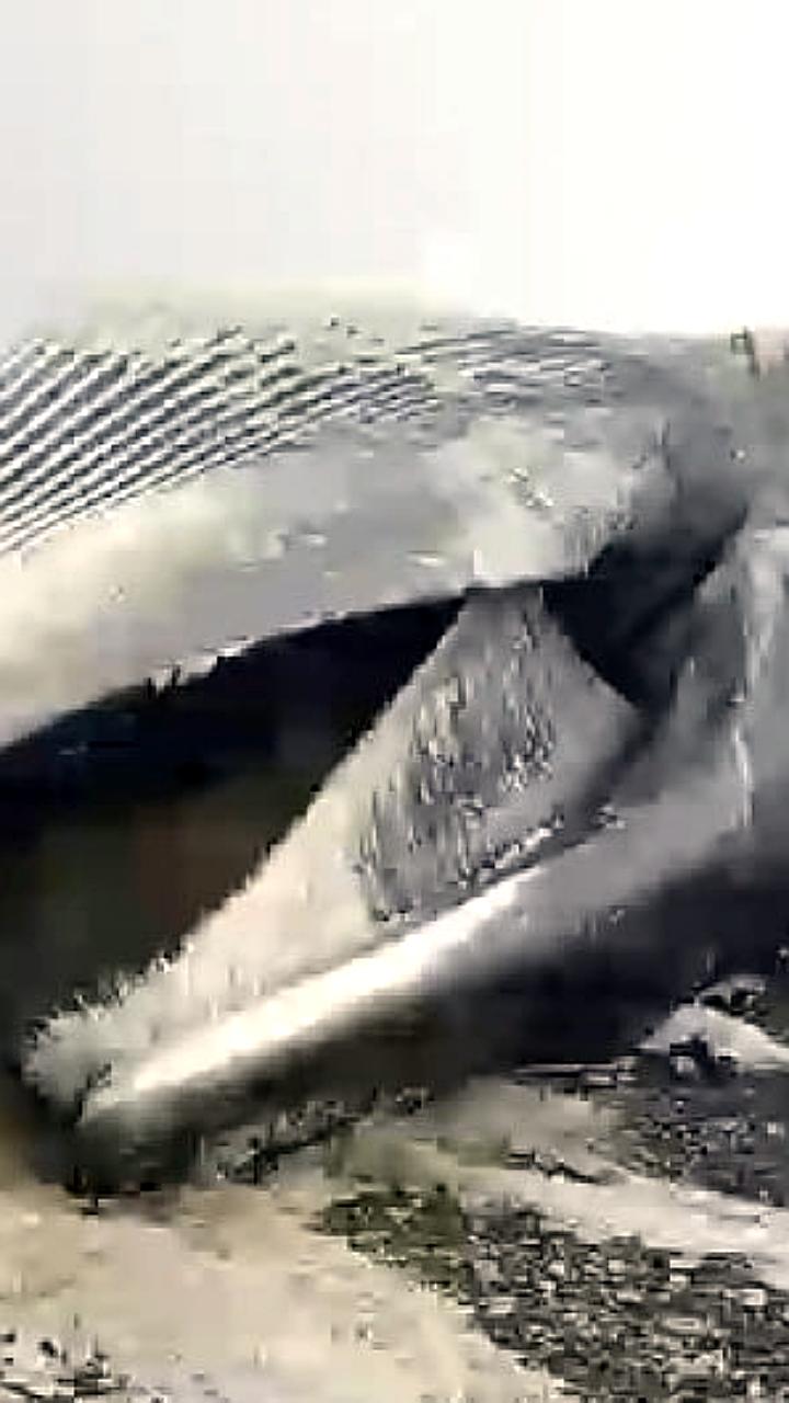 На Камчатке выброшен на берег 17-метровый кит