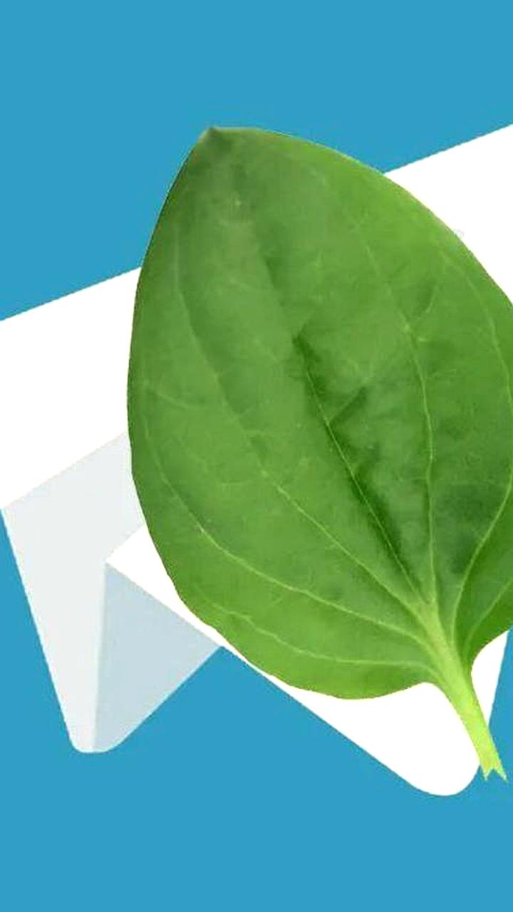 Проблемы с работой Telegram: пользователи сообщают о сбоях в отправке сообщений и загрузке медиа