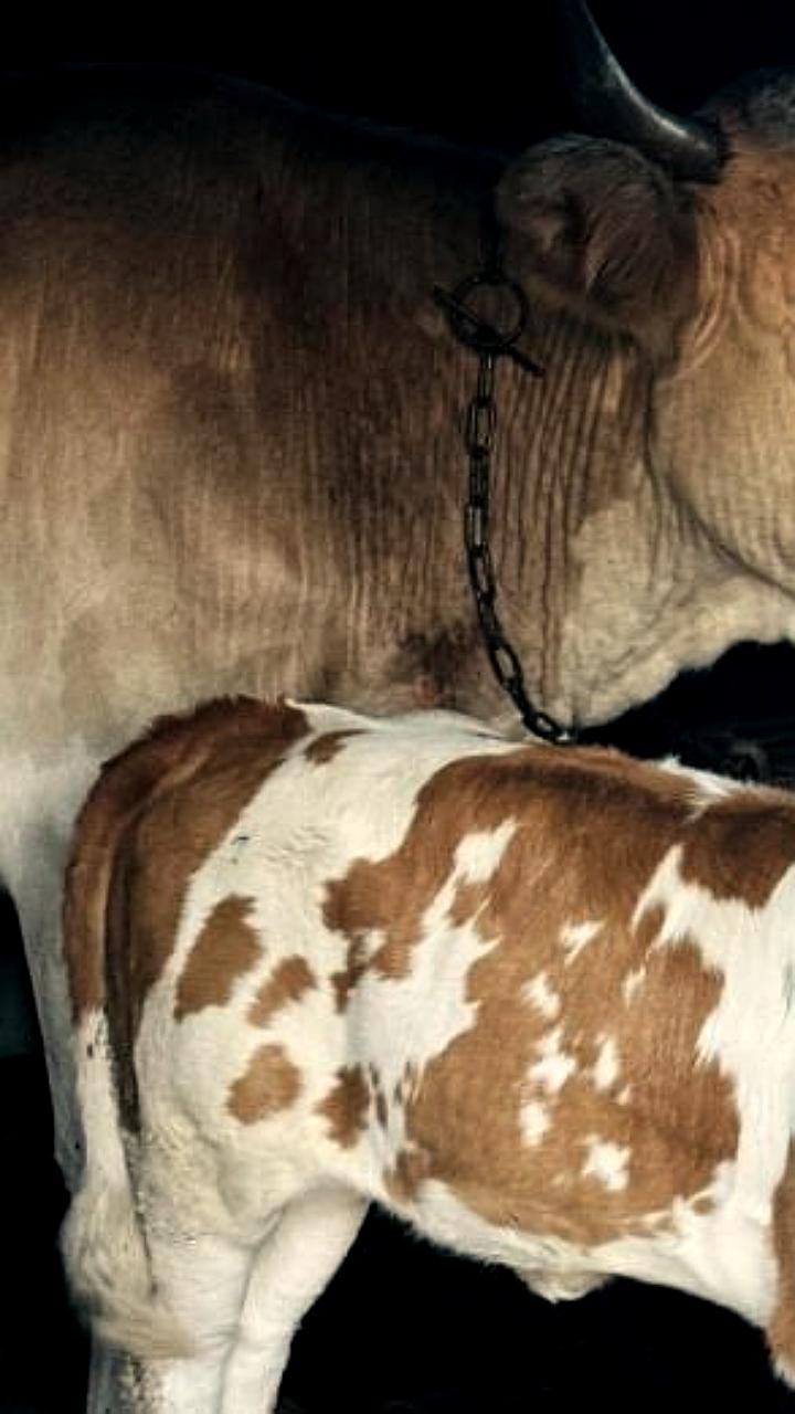 Сокращение поголовья скота в Бурятии: причины и последствия