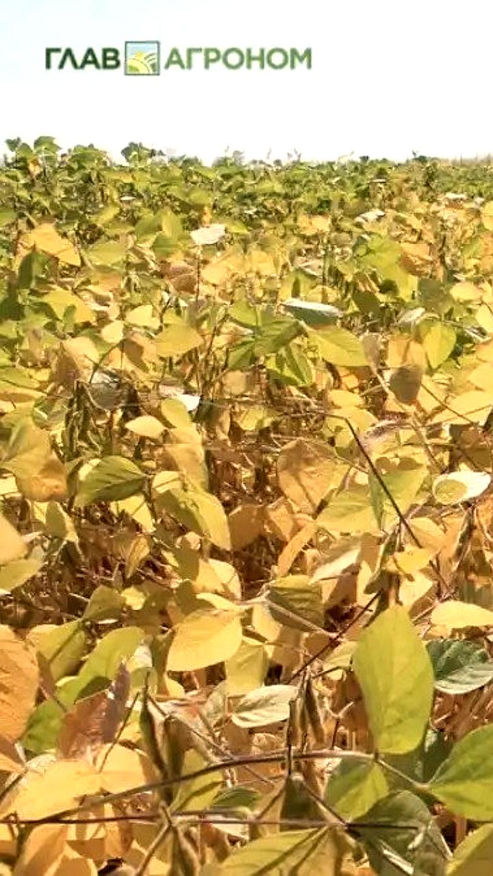 Россия впервые стала нетто экспортером соевых бобов в 2025 году