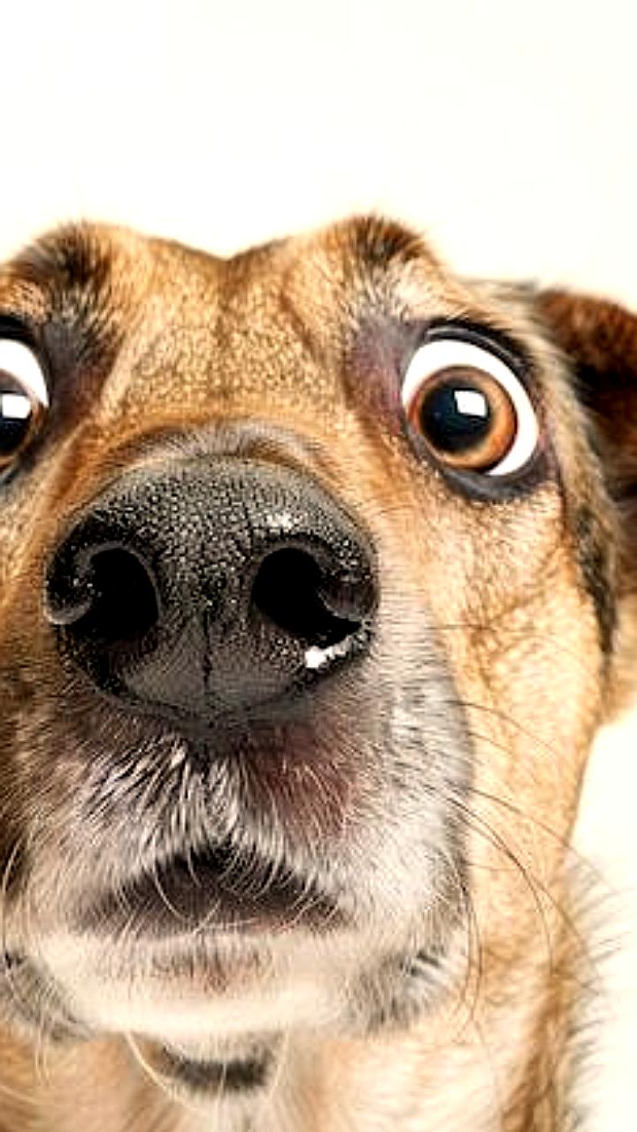 Конфликт на Украине влияет на эволюцию собак, превращая домашних питомцев в диких