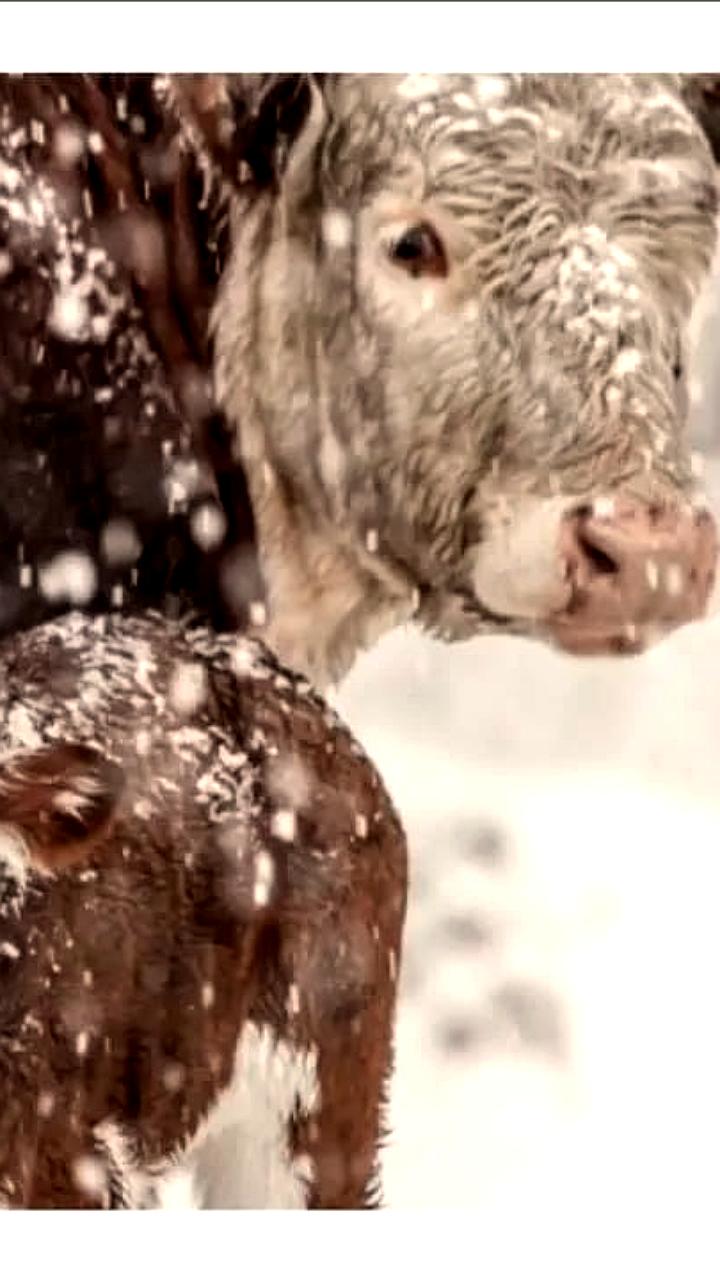 В Алтайском крае и Республике Алтай продолжается борьба с пастереллезом