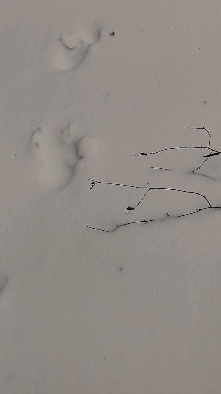 Обнаружено тело женщины на пустыре в Нижних Тальцах