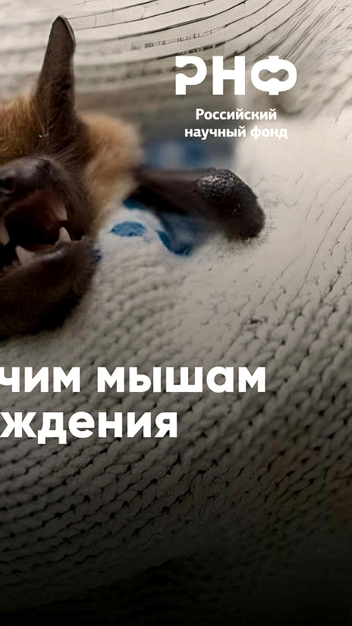 Исследование летучих мышей раскрывает новые возможности для борьбы с инфекциями