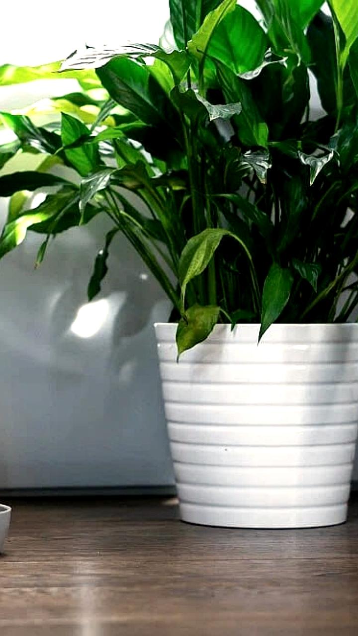 Эксперты предупреждают о рисках взлома умных кормушек для питомцев