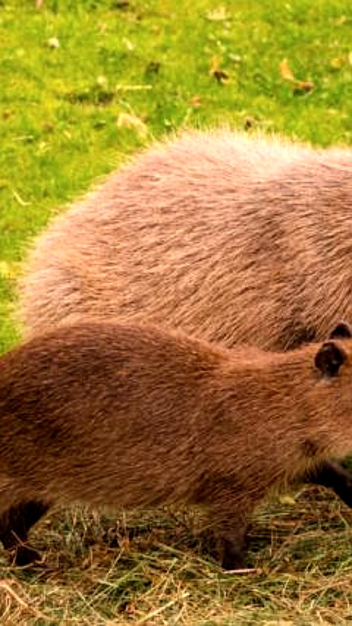 Дефицит капибар в российских зоопарках из-за растущего спроса