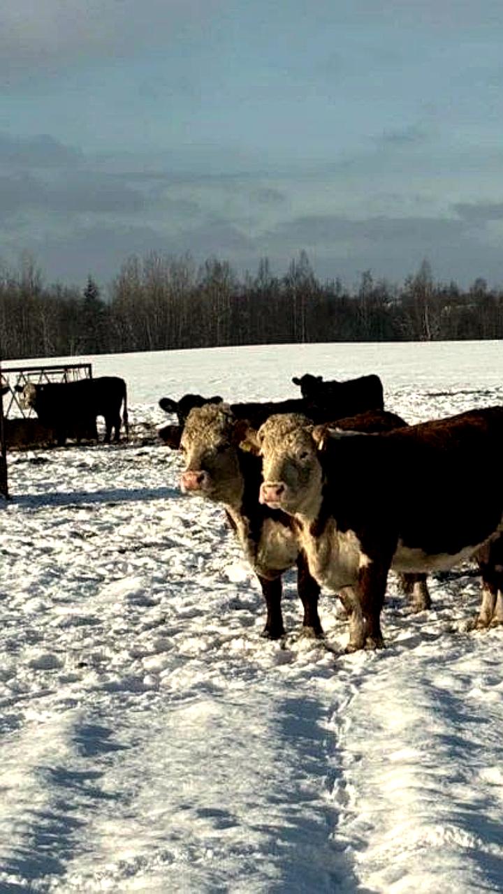 Ленобласть выбрана пилотным регионом для агротуризма