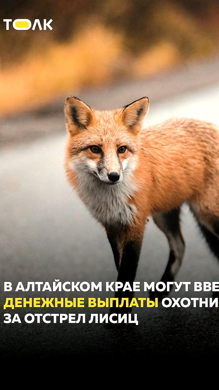 В Алтайском крае предложены выплаты охотникам за отстрел лисиц из-за угрозы бешенства