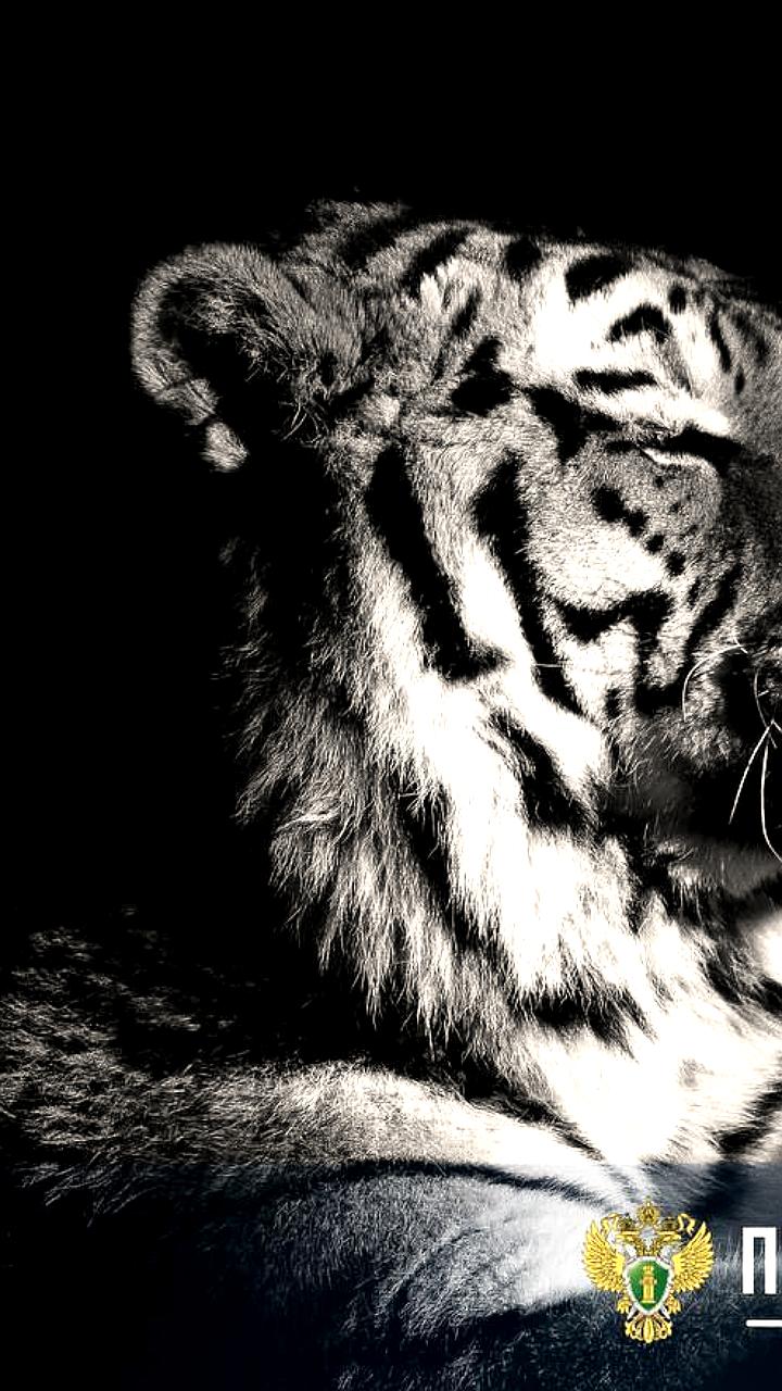 В Приморье возбуждено уголовное дело по факту убийства амурского тигра