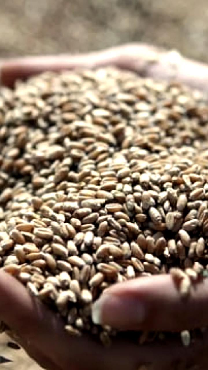 Доля зерновых в российском агроэкспорте достигла 30% в 2025 году